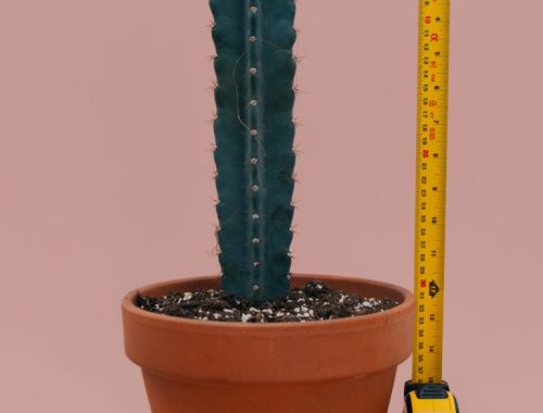 bde cactus 731x1024