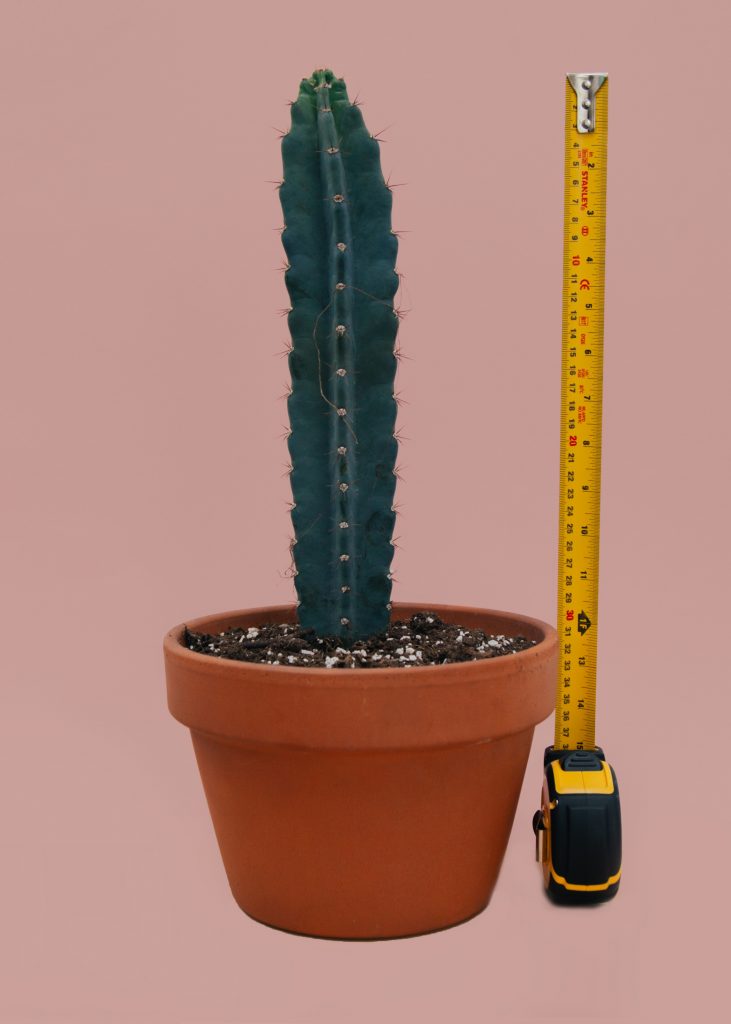 bde cactus 731x1024