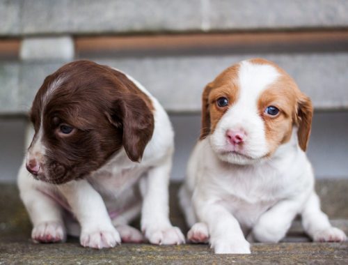 alain d alche 726050 unsplash