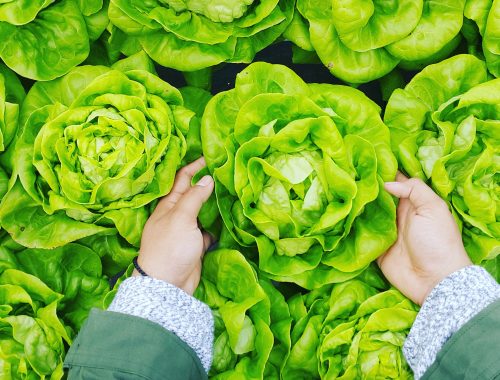 phuc long 579304 unsplash